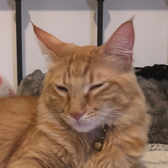 Meet your Posher, Dennice - Picture 1 of 1